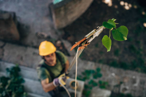 How Our Tree Care Process Works  in South Farmingdale, NY